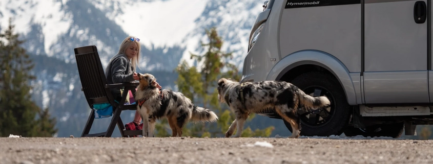 hymer chien