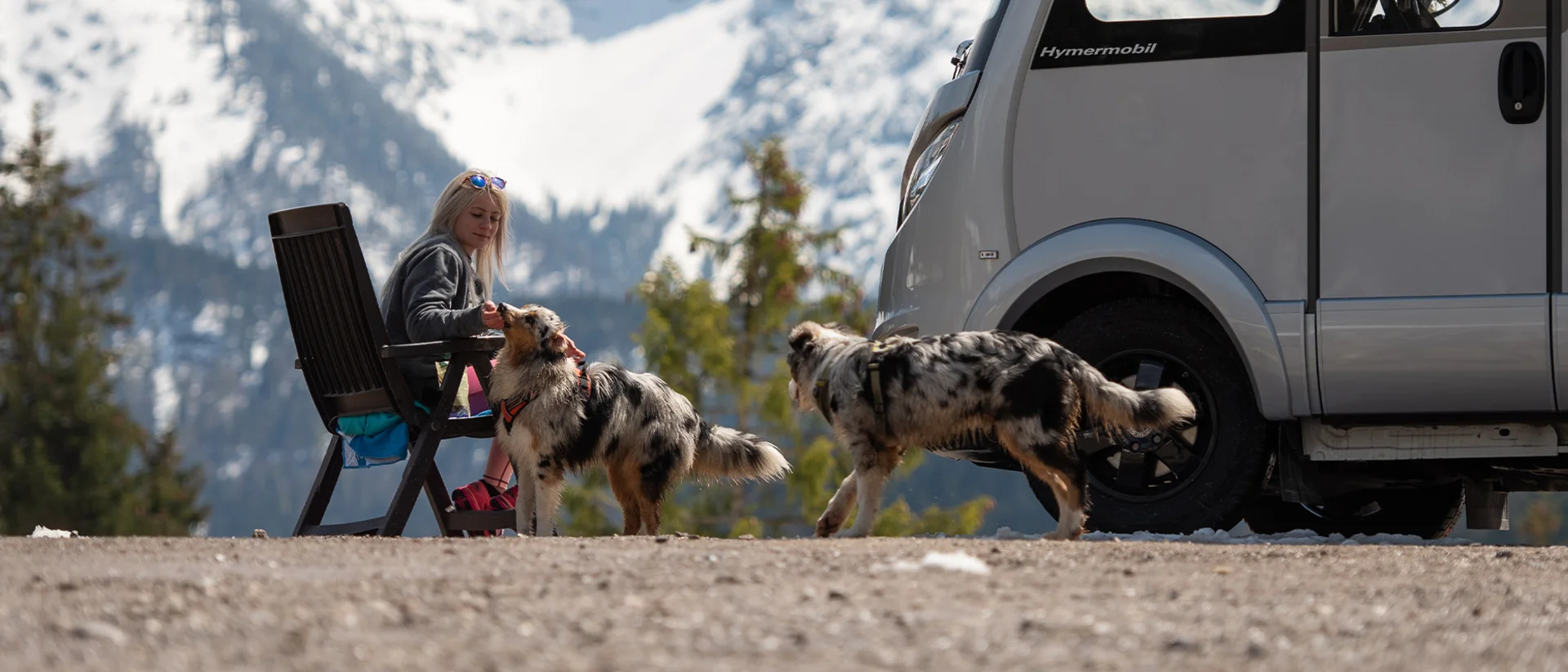 Chien en camping-car installé confortablement à bord pendant un voyage estival