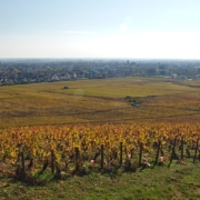 Vignoble en automne près de Beaune, étape phare pour un camping-car en Bourgogne