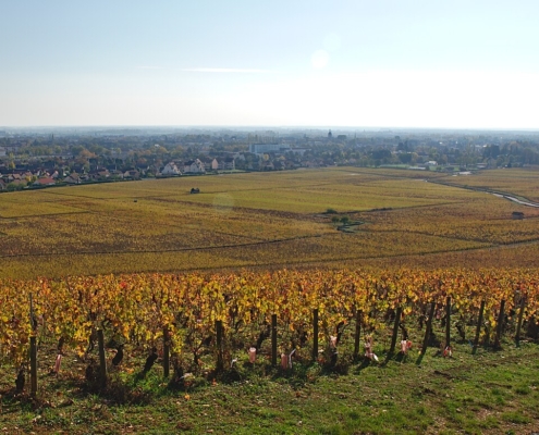 Vignoble en automne près de Beaune, étape phare pour un camping-car en Bourgogne